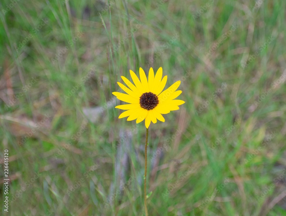 Daisy in a Field