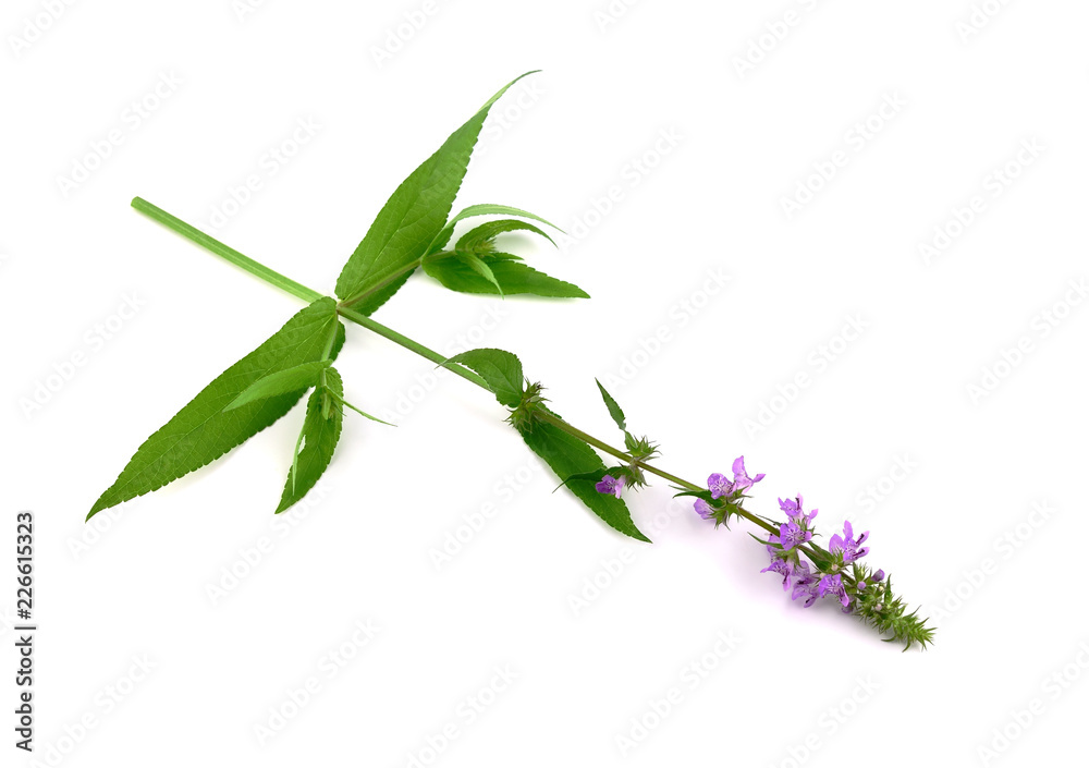 Naklejka premium Stachys Medicinal and Culinary Herb Plant. Also Hedgenettle, Heal-All, Self-Heal, Woundwort, Wood Betony, Lamb's Ears, Crosne, Chinese or Japanese Artichoke, Knotroot. Isolated on White Background.