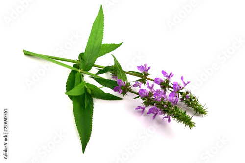 Stachys Medicinal and Culinary Herb Plant. Also Hedgenettle, Heal-All, Self-Heal, Woundwort, Wood Betony, Lamb's Ears, Crosne, Chinese or Japanese Artichoke, Knotroot. Isolated on White Background.