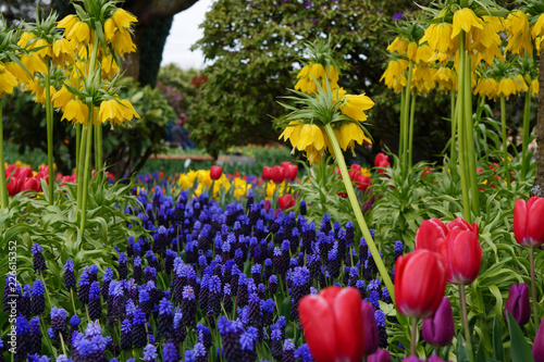 Tulip Garden 2
