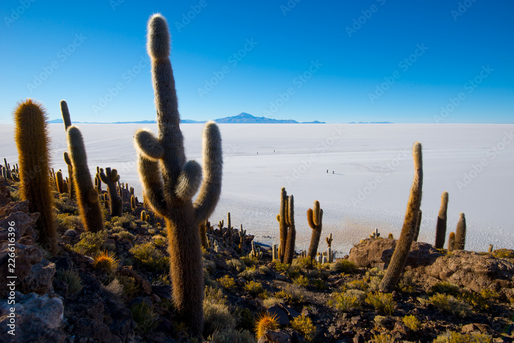 Cactus on Incahuasi island, salt flat Salar de Uyuni, Altiplano