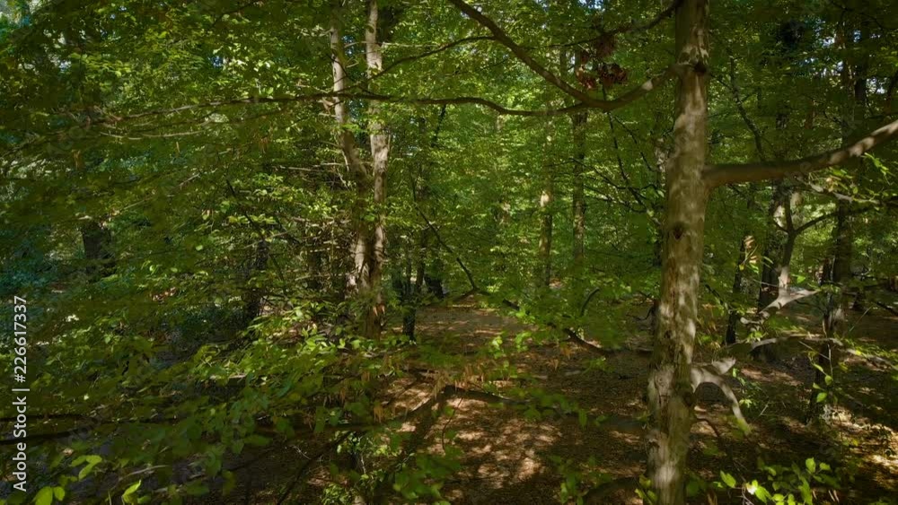 camera moving between trees in the green forest / public park camera moving between trees in the green forest / public park