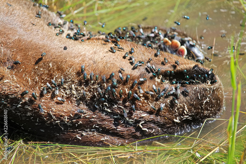 The snot and teeth of a dead ungulate with flies and maggots photo