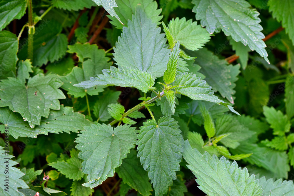 Nettle plant in the wild garden Nettle plant in the wild garden