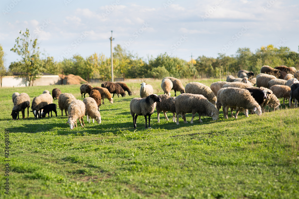 Obraz premium Sheep on the field