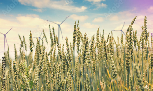 full of ripe grains, golden ears of wheat or rye close up on a blue sky background. Windmills for electric power production. on the field of wheat field, blurred. creative image. ecology concept © jenyateua