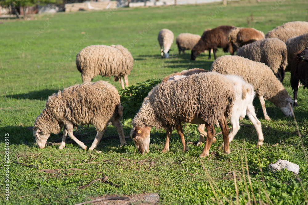 Sheep on the field Sheep on the field