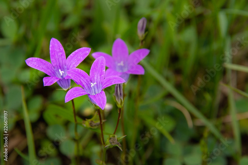 Very small bright purple flower among the green grass.