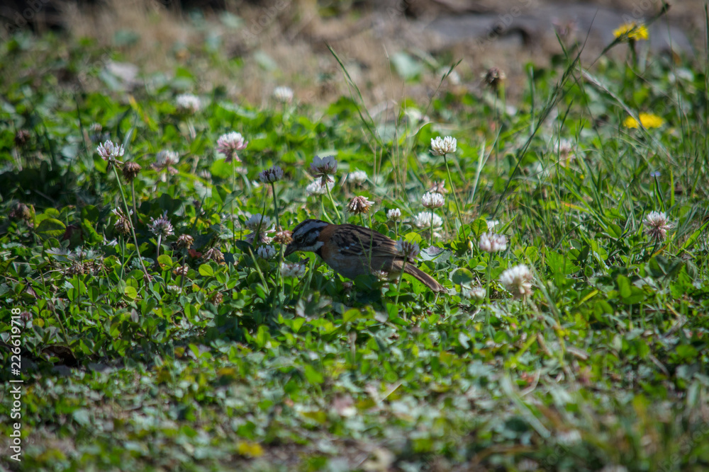little bird on the grass little bird on the grass