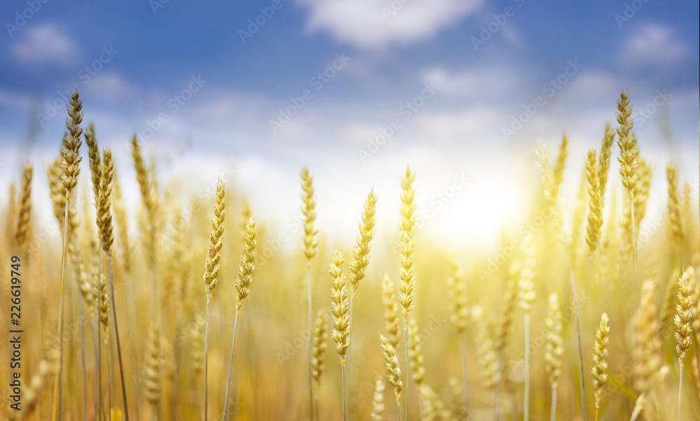 golden field of wheat and sunny day. Spikes ready for harvest wheat or rye closeup lit by sunlight, against the sky. Copy space installation of sunlight on the horizon. Idea concept rich harvest golden field of wheat and sunny day. Spikes ready for harvest wheat or rye closeup lit by sunlight, against the sky. Copy space installation of sunlight on the horizon. Idea concept rich harvest