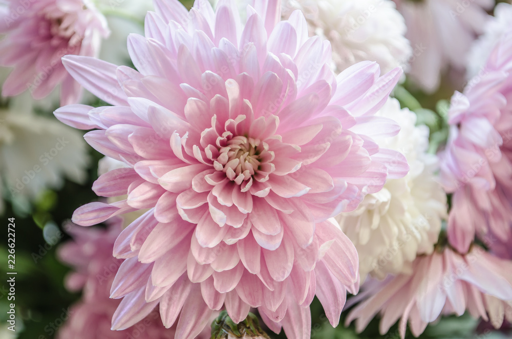 Multilobe pink and white chrysanthemums blooming closeup. Multilobe pink and white chrysanthemums blooming closeup.