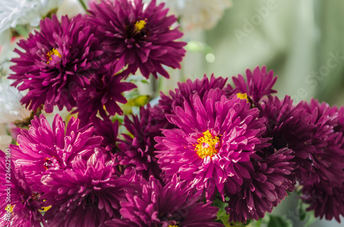 Multilobe red purple chrysanthemums blooming closeup in sunshine.