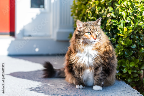 Bild auf Leinwand One scared, calico maine coon cat sitting outside, outdoors by red door hiding b