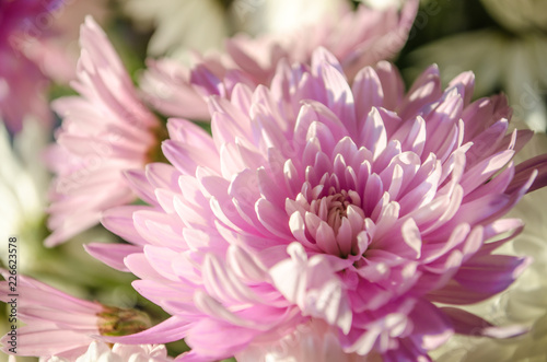 Multilobe pink and white chrysanthemums blooming closeup.