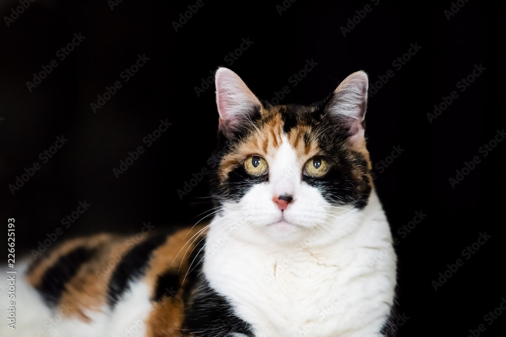 Closeup portrait of old calico cat looking up with large, big eyes, lying on carpet floor in room against black background wall, room in house, home, apartment