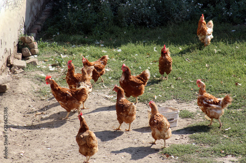 Chicken on the farm