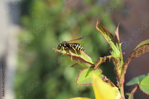 wasp on a rose © Jovan 