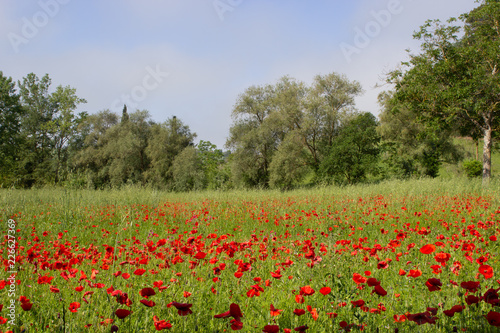 Red poppies in Tuscany