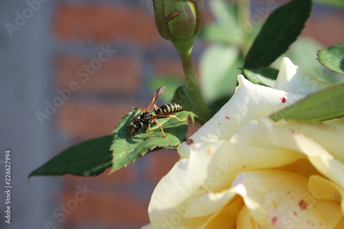 wasp on a flower photo