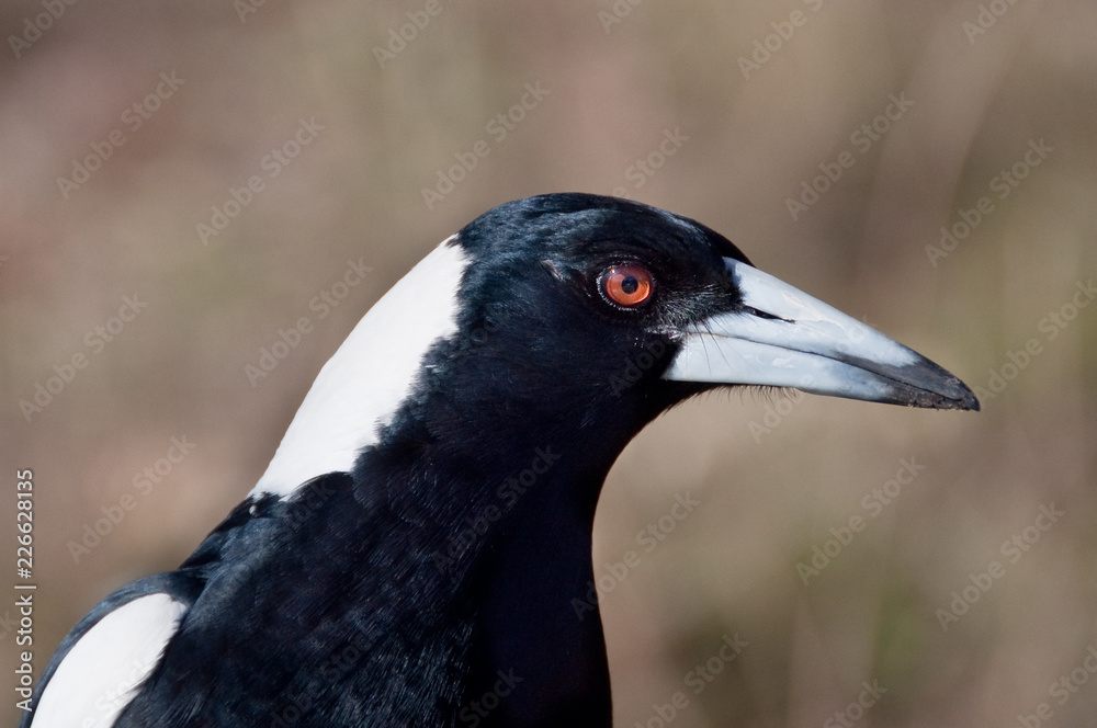 Fototapeta premium Portrait of wild magpie bird. Close up