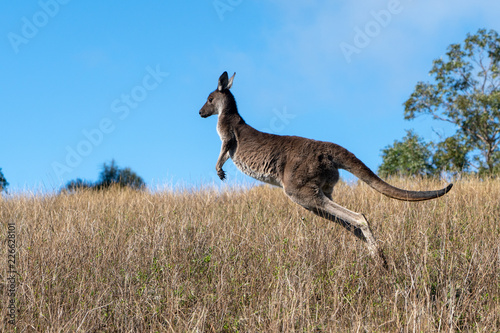 Kangaroo hopping through dry grass