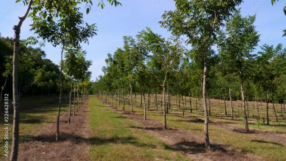 fields, plantations of Forester's unique hybrid nut, designed to ...