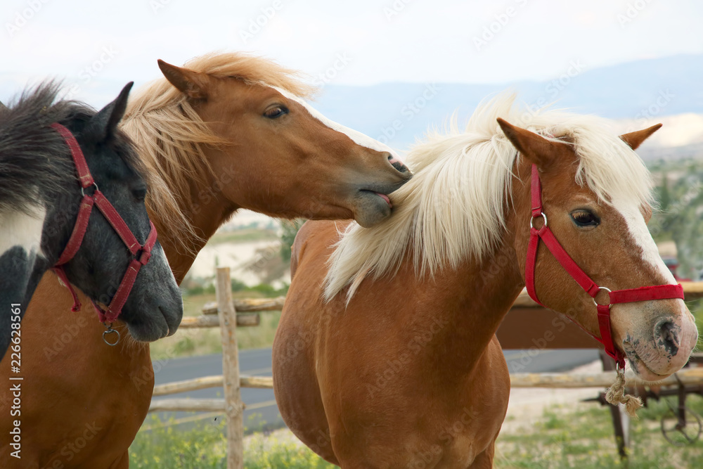 Obraz premium three thoroughbred horses walking together