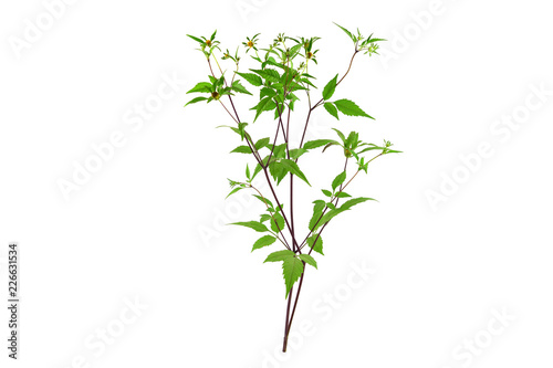 Bidens Frondosa Medicinal Herb Plant. Aslo Known as Devil's Beggarticks, Devil's-Pitchfork, Bootjack, Sticktights, Bur Marigold, Pitchfork Weed, Tickseed Sunflower. Isolated on White Background.