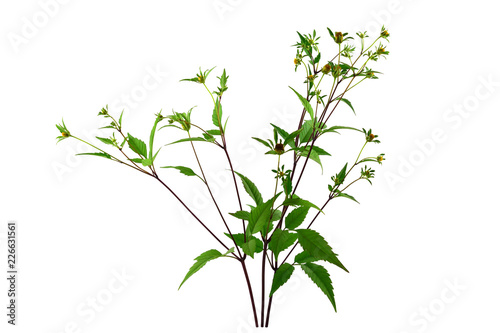 Bidens Frondosa Medicinal Herb Plant. Aslo Known as Devil's Beggarticks, Devil's-Pitchfork, Bootjack, Sticktights, Bur Marigold, Pitchfork Weed, Tickseed Sunflower. Isolated on White Background. photo