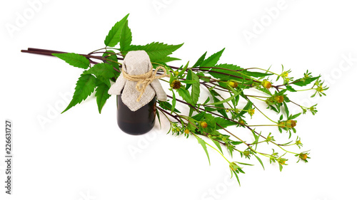 Bidens Frondosa Plant Extract Oil in a Bottle. Also Known as Devil's Beggarticks, Bootjack, Sticktights, Bur Marigold, Pitchfork Weed, Tickseed Sunflower. Isolated on White Background. photo