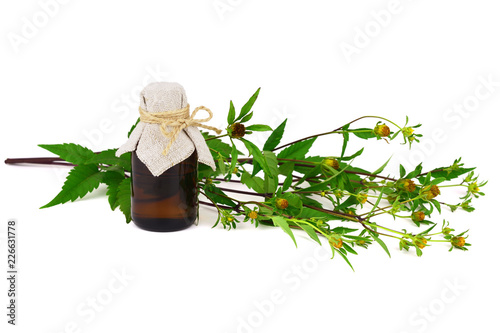 Bidens Frondosa Plant Extract Oil in a Bottle. Also Known as Devil's Beggarticks, Bootjack, Sticktights, Bur Marigold, Pitchfork Weed, Tickseed Sunflower. Isolated on White Background. photo