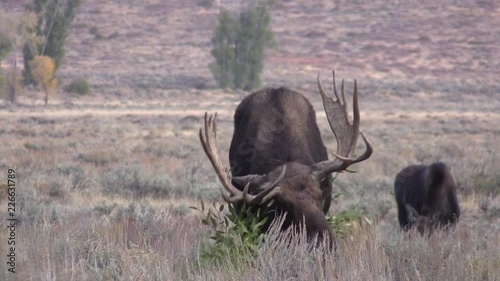 Rutting Bull Shiras Moose in Wyoming photo