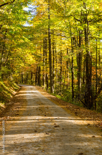 Country Road in Autumn Sunshine