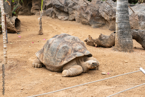 Galapagos giant tortoise (Cheloponoidis elephantopus) is crawling on the ground.