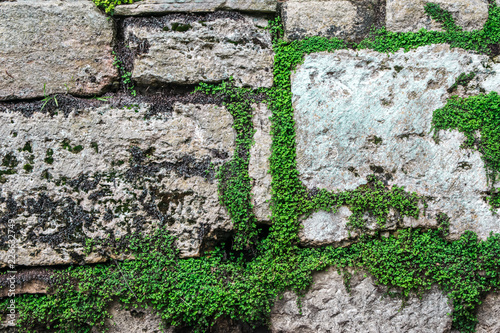 Stone and plant wall background photo