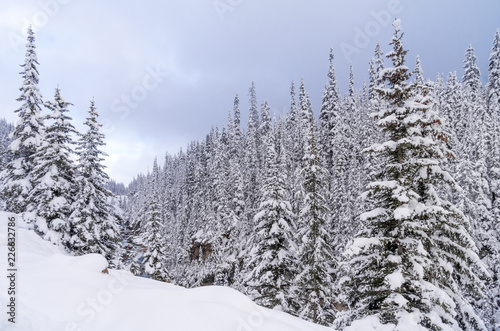 Snow Covered Branches Along Flowing Mountain Stream