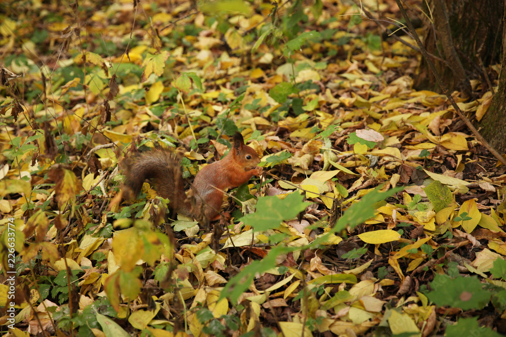 Obraz premium Red squirrel in autumn Park