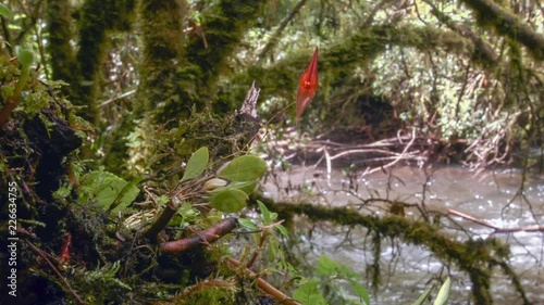 Micro-Orchid (Lepanthes pastoensis) flowering in Andean cloudforest beside a river. The leaves are 1cm in length. At 3,000m altitude in the Rio Pita Valley near Quito, Ecuador. photo