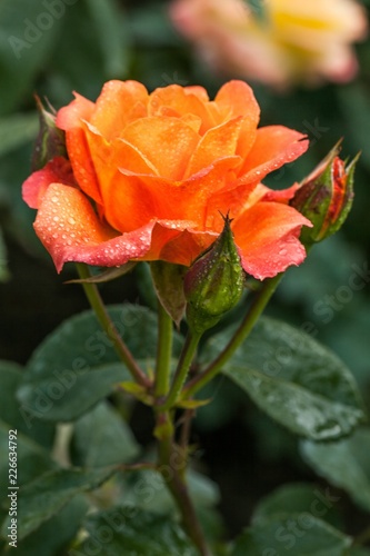 Orange Rose with Water Drops