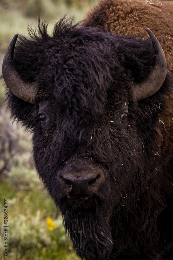 Bison in Yellowstone National Park's Lamar Valley