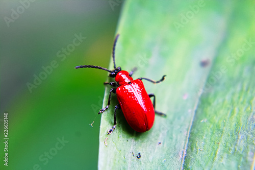A red lily beetle on a leaf © Amelia