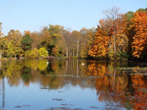 autumn foliage landscape with reflective lake, colorful trees and two swans