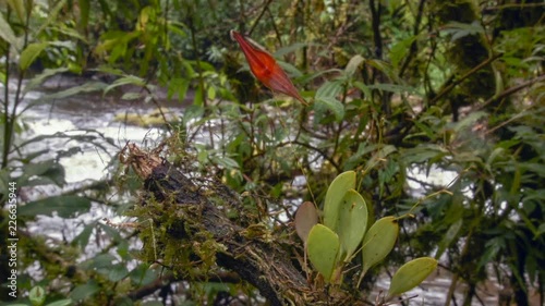 Micro-Orchid (Lepanthes pastoensis) flowering in Andean cloudforest beside a river. The leaves are 1cm in length. At 3,000m altitude in the Rio Pita Valley near Quito, Ecuador. photo