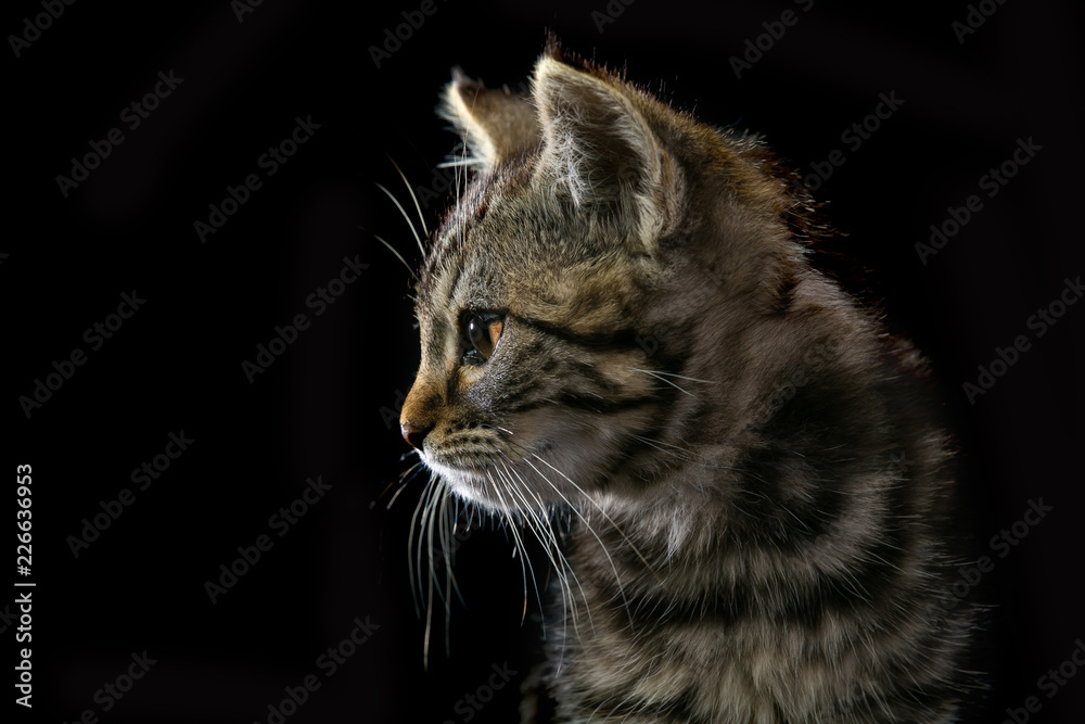 Obraz premium portret kota