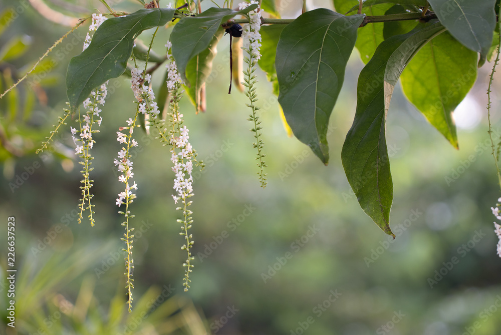 Foto de Sichang or Bali Burmese (English Chinese Rose; Scientific name