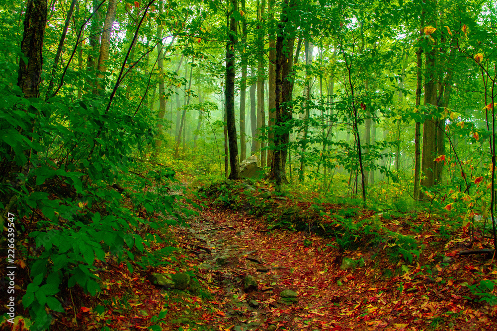 forest in the morning