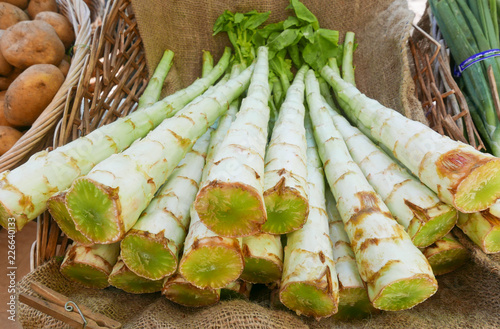 Celtuce stalks on burlap in a basket