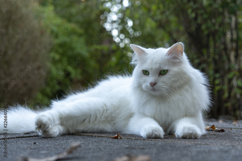 Schöne weiße langhaar Katze liegt auf Herbstlaub