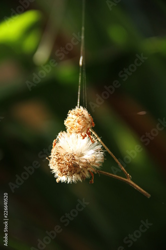 Hanging flower
