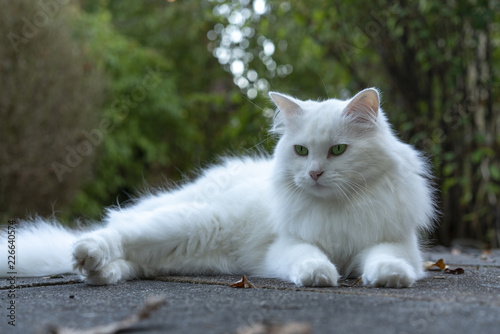 Schöne weiße langhaar Katze liegt auf Herbstlaub